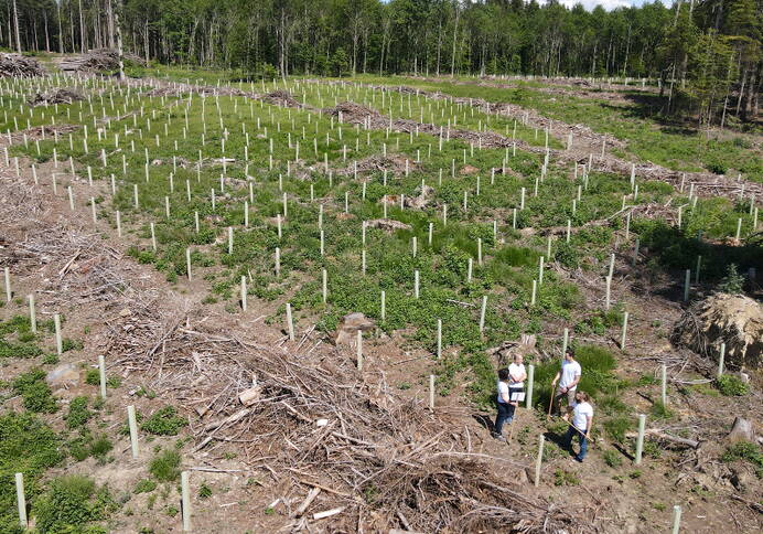 Schüpfen: forêt reboisée après une tempête